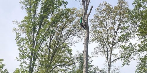 Tree Removal, Tree Service, Tree Trimming, Tree Care, Pruning, Free Estimate