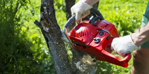 Tree Removal, Tree Service, Tree Trimming, Tree Care, Pruning, Free Estimate