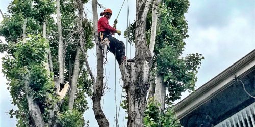 Tree Removal, Tree Service, Tree Trimming, Tree Care, Pruning, Free Estimate