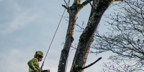 Tree Removal, Tree Service, Tree Trimming, Tree Care, Pruning, Free Estimate