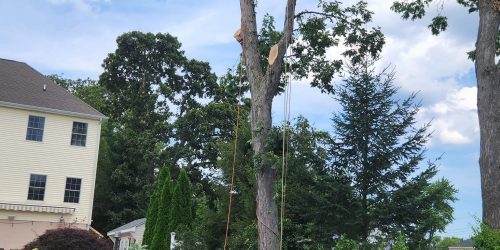Tree Removal, Tree Service, Tree Trimming, Tree Care, Pruning, Free Estimate
